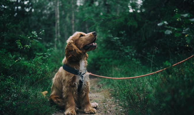 Education et rééducation canine. Photo d'un chien dans la forêt