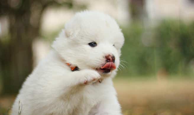 Conseils & Accompagnement, photo chiot samoyède dans le jardin