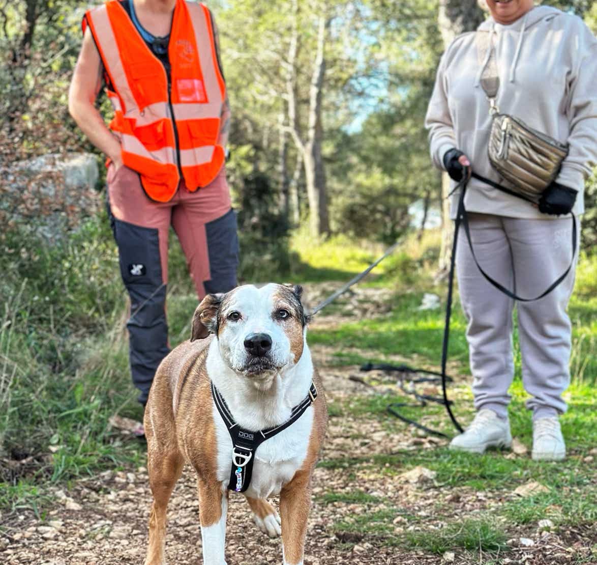 Marche Nordique Canine. Binôme femme avec son chien dalmatien en traction à la marche nordique canine avec les binômes qui suivent derrière. Sport en pleine nature.