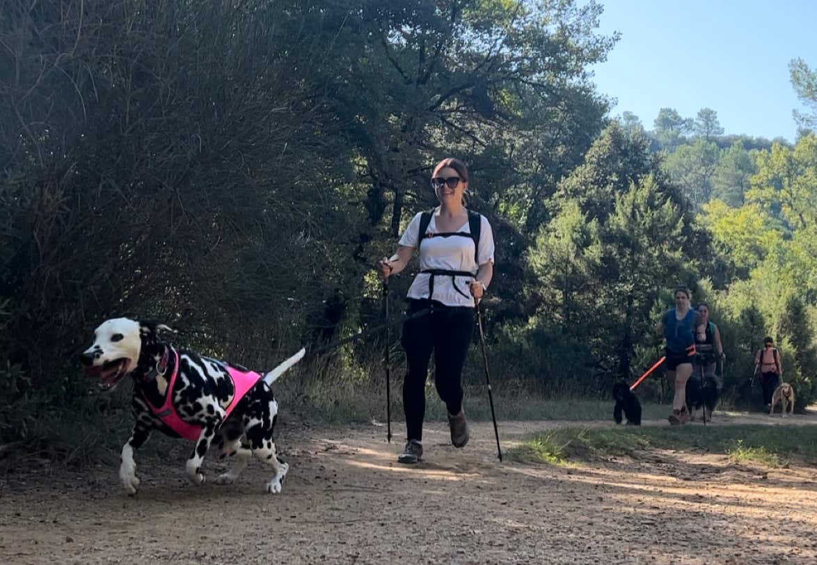 Marche Nordique Canine. Binôme femme avec son chien dalmatien en traction à la marche nordique canine avec les binômes qui suivent derrière. Sport en pleine nature.