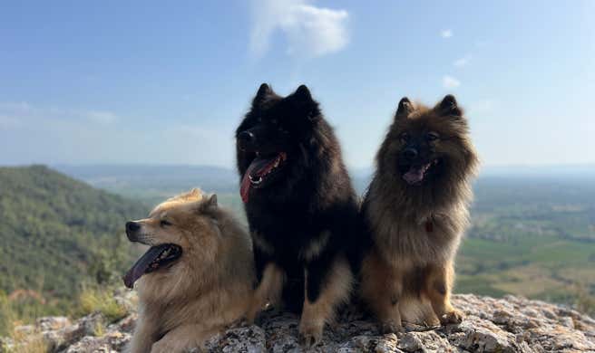 Cani-Rando. Photo de 3 chiens Eurasier sur un rocher